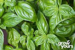 Basil ‘Italian Large Leaf’