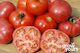 Tomato ‘Mortgage Lifter’