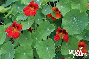 Herb Seeds: Nasturtium 'Empress of India'
