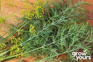 Herb Seeds: Dill ‘Bouquet’