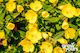 Evening Primrose 'Dwarf'