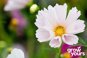 Spring Sowing: Cosmos 'Sea Shells'