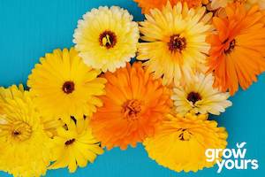 Spring Sowing: Calendula 'Fancy Mix'