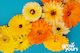 Calendula 'Fancy Mix'