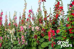 Spring Sowing: Hollyhock 'Summer Carnival Mix'