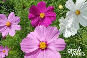 Cosmos Seeds: Cosmos ‘Sensation Mix’