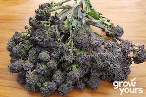 Vegetable Seeds: Broccoli ‘Purple Sprouting’