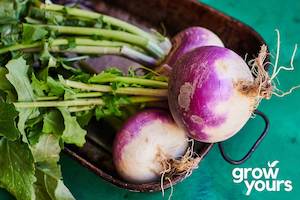 Vegetable Seeds: Turnip ‘Purple Top White Globe’