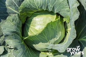 Vegetable Seeds: Cabbage ‘All Seasons’
