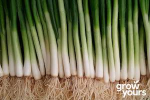 Vegetable Seeds: Spring Onion ‘Ishikura Winter Long’
