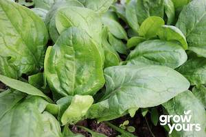 Vegetable Seeds: Spinach ‘Winter Giant’