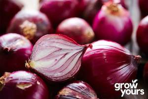 Vegetable Seeds: Onion ‘Red Creole’