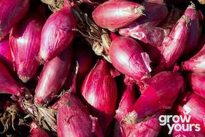 Vegetable Seeds: Onion ‘Red Torpedo’