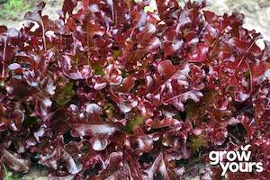 Vegetable Seeds: Lettuce ‘Red Salad Bowl’