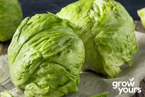 Lettuce ‘Iceberg’