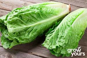 Vegetable Seeds: Lettuce ‘Parris Island Cos’