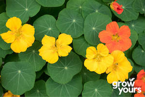 Herb Seeds: Nasturtium 'Whirlybird Mix'