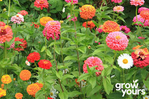 Spring Sowing: Zinnia ‘California Giant Mix’