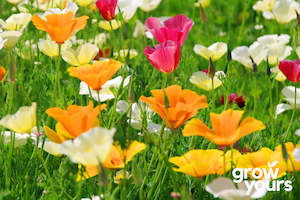 Spring Sowing: Poppy California ‘Formula Mix’