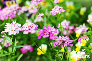 Spring Sowing: Candytuft 'Empress Mix'