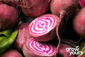Vegetable Seeds: Beetroot ‘Chioggia’