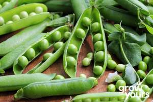 Vegetable Seeds: Pea ‘Onward’