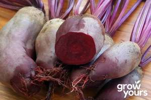 Vegetable Seeds: Beetroot ‘Cylindra’