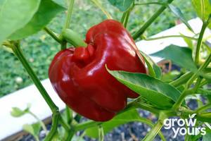 Vegetable Seeds: Capsicum / Sweet Pepper ‘California Wonder’