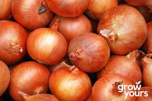 Vegetable Seeds: Onion ‘Kiwi Gold’
