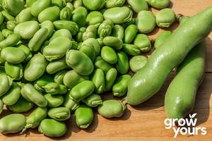 Vegetable Seeds: Broad Bean ‘Evergreen’