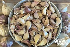 Vegetable Seeds: Garlic ‘Chesnok Red’