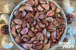 Vegetable Seeds: Garlic ‘Ajo Rojo’