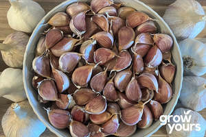 Vegetable Seeds: Garlic ‘Asiatic’
