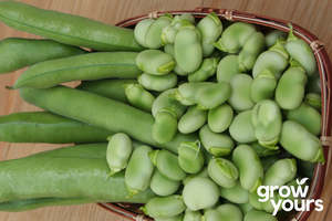 Vegetable Seeds: Broad Bean ‘Suttons Dwarf’