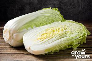 Vegetable Seeds: Cabbage ‘Michihili’