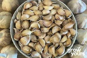 Autumn Sowing: Garlic Sampler Bundle – Artichoke, Elephant & Printanor