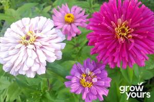 Spring Sowing: Zinnia ‘Cactus Flowered Mix’