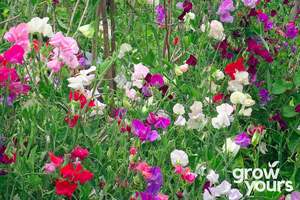 Spring Sowing: Sweet Pea ‘Knee High Mix’