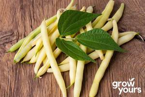 Vegetable Seeds: Bean Dwarf ‘Golden Cherokee Wax’