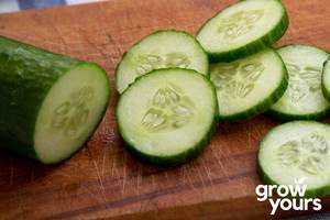 Vegetable Seeds: Cucumber ‘Moneymaker’