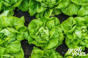 Vegetable Seeds: Lettuce ‘Buttercrunch’