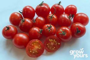 Vegetable Seeds: Tomato ‘Window Box Red’