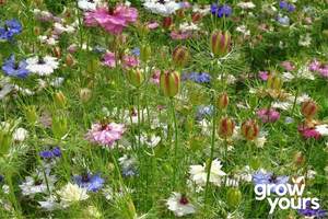 Spring Sowing: Nigella Miss Jekyll ‘Love in a Mist’