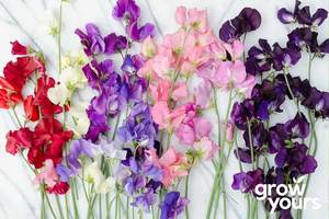 Spring Sowing: Sweet Pea ‘Heirloom Mix’