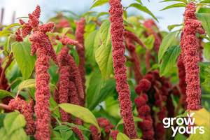 Spring Sowing: Amaranth ‘Coral Fountain’