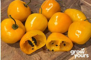 Vegetable Seeds: Chilli ‘Rocoto Yellow’