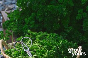 Herb Seeds: Parsley ‘Double Curled’