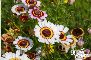 Spring Sowing: Chrysanthemum 'Painted Daisy'