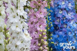 Spring Sowing: Larkspur 'Imperial Mix'