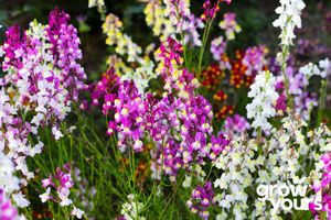 Spring Sowing: Linaria 'Fairy Bouquet'